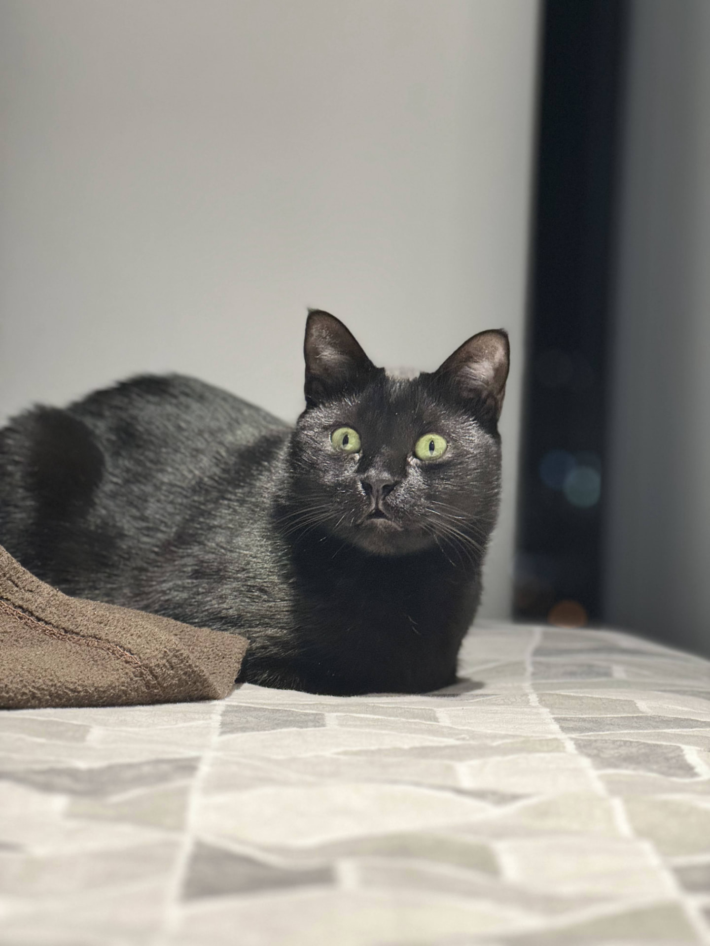 Nero sitting upright on a patterned bedspread, green eyes on the camera