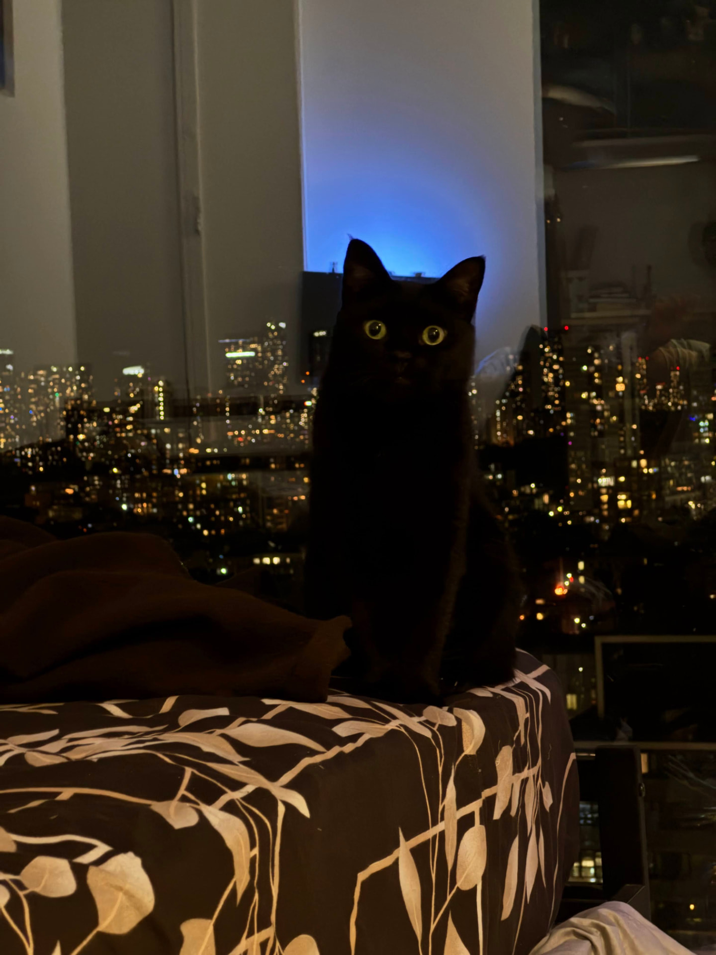 Nero the black cat silhouetted against a night city skyline