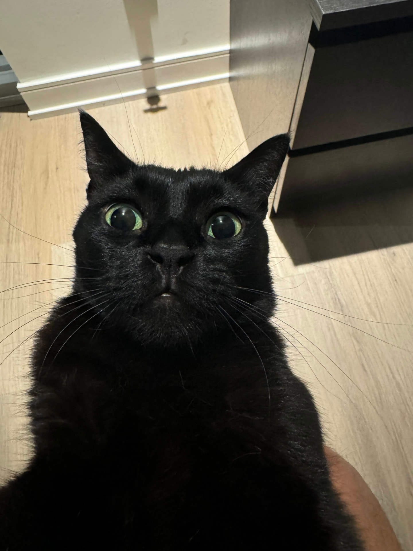 Nero staring up at the camera with wide green eyes on a sunlit floor